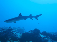 mamaru